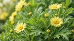 春菊細緻葉片與淡黃色花朵的自然特寫