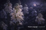 夜來香象徵隱藏慾望與夜晚情感