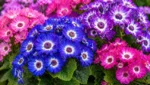瓜葉菊多彩花朵與圓形花盤特寫