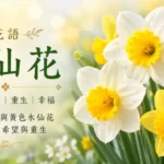 盛開的白色與黃色水仙花象徵春天、希望與重生