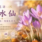 盛開中的秋水仙花象徵希望、思念與堅強生命力