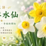 盛開中的西洋水仙花象徵春天、希望與幸福新開始