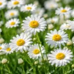 雛菊白色花瓣與黃色花心盛開特寫