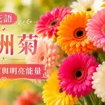 非洲菊鮮豔花瓣與圓形花心特寫