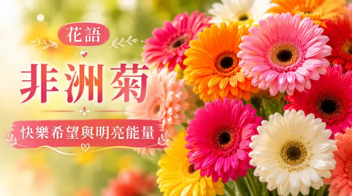 非洲菊鮮豔花瓣與圓形花心特寫