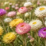鱗托菊層疊花托與細緻花瓣特寫