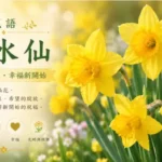 盛開中的黃水仙花象徵春天、希望與幸福新開始