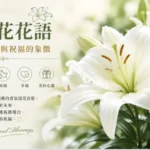 盛開的白色百合花在柔和自然光下綻放，展現純潔、高雅與祝福的象徵意義。