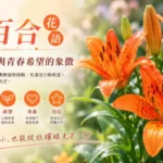 盛開的橙色姬百合在綠葉間綻放，象徵勇氣、青春、希望與旺盛生命力。