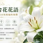 盛開的白百合在柔和陽光下綻放潔白花瓣，象徵純潔、聖潔與永恆祝福。