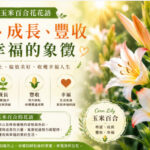 一株姿態挺拔的玉米百合盛開於花園中，象徵希望、成長、豐收與幸福。