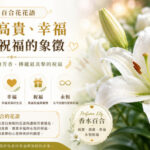 盛開的白色香水百合散發淡雅芳香，象徵純潔、高貴、幸福與永恆祝福。