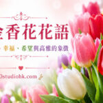 盛開的彩色鬱金香花海象徵完美的愛、幸福、希望與高雅。